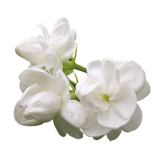 Arômes & Évasions - Essential Oil -Jasmine Absolute (Jasminum Grandiflorum): 60 ml